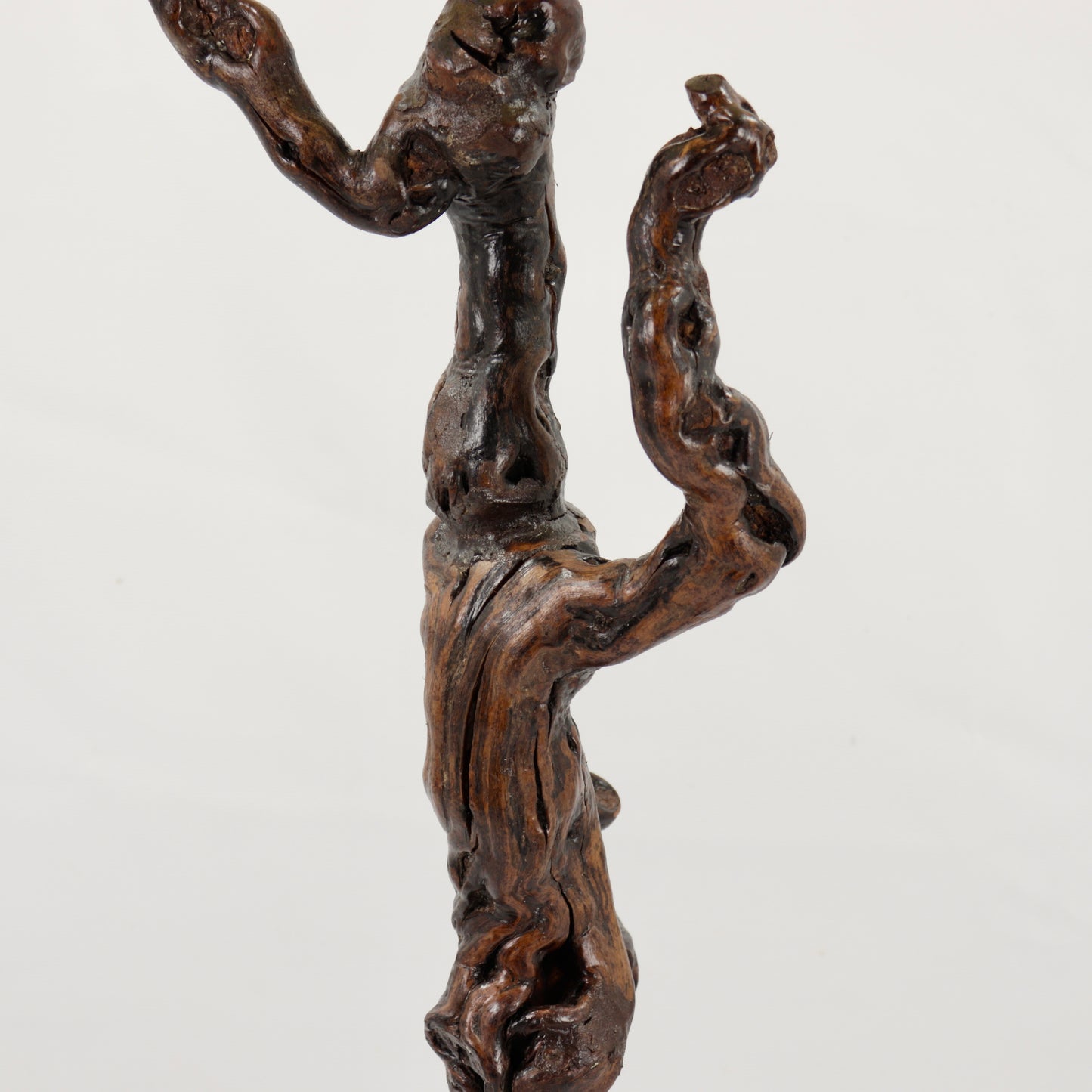 French Vine Root lamp