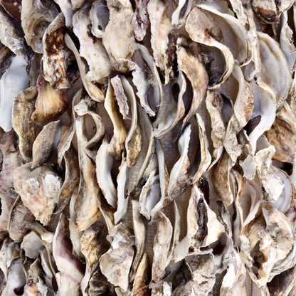 Oyster Shell planter