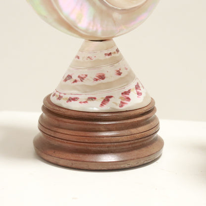 Inscribed Shell Lamps