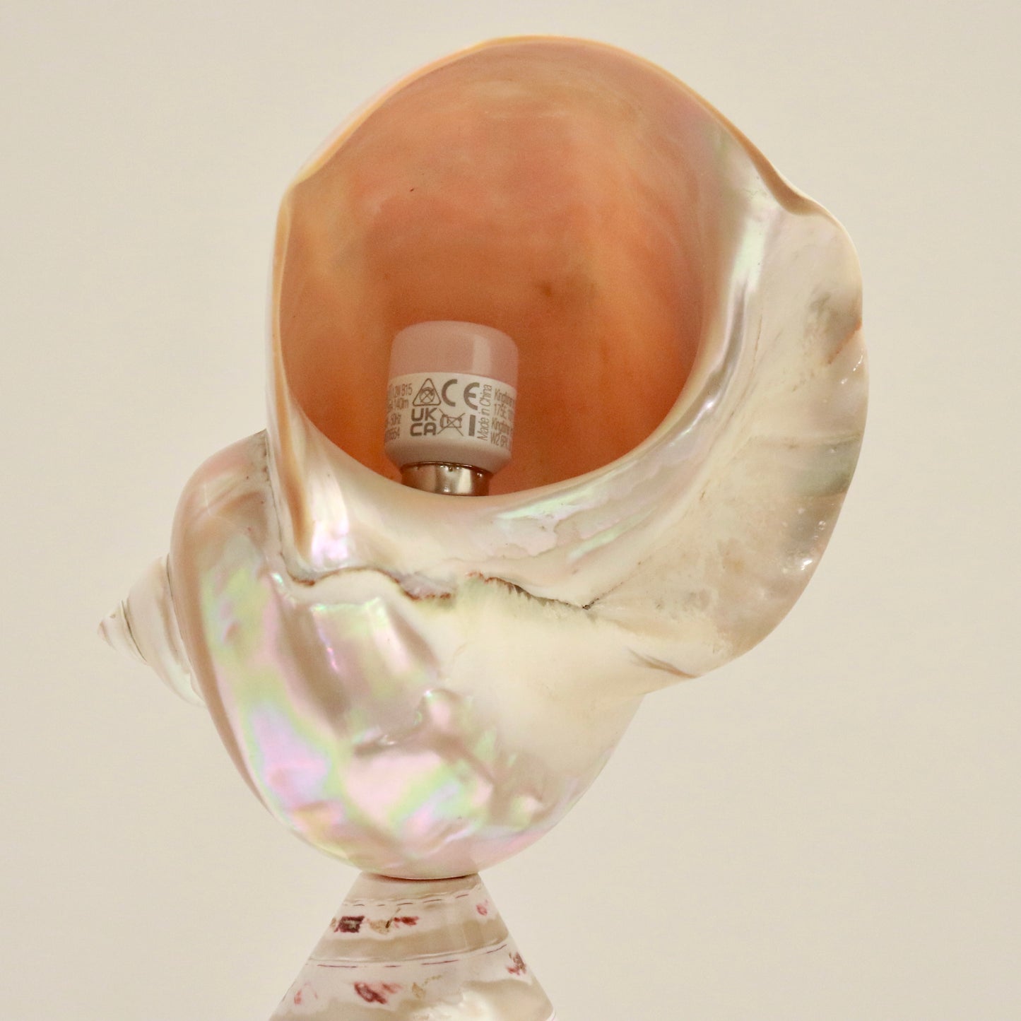 Inscribed Shell Lamps