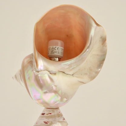 Inscribed Shell Lamps