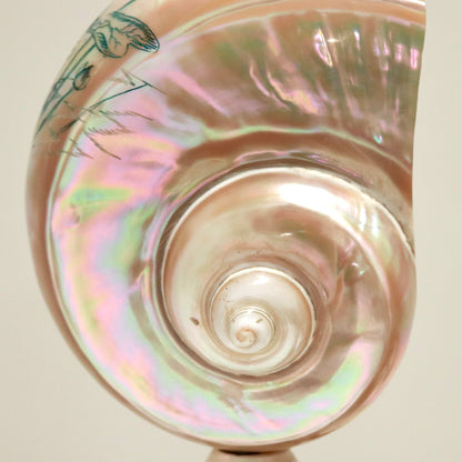 Inscribed Shell Lamps