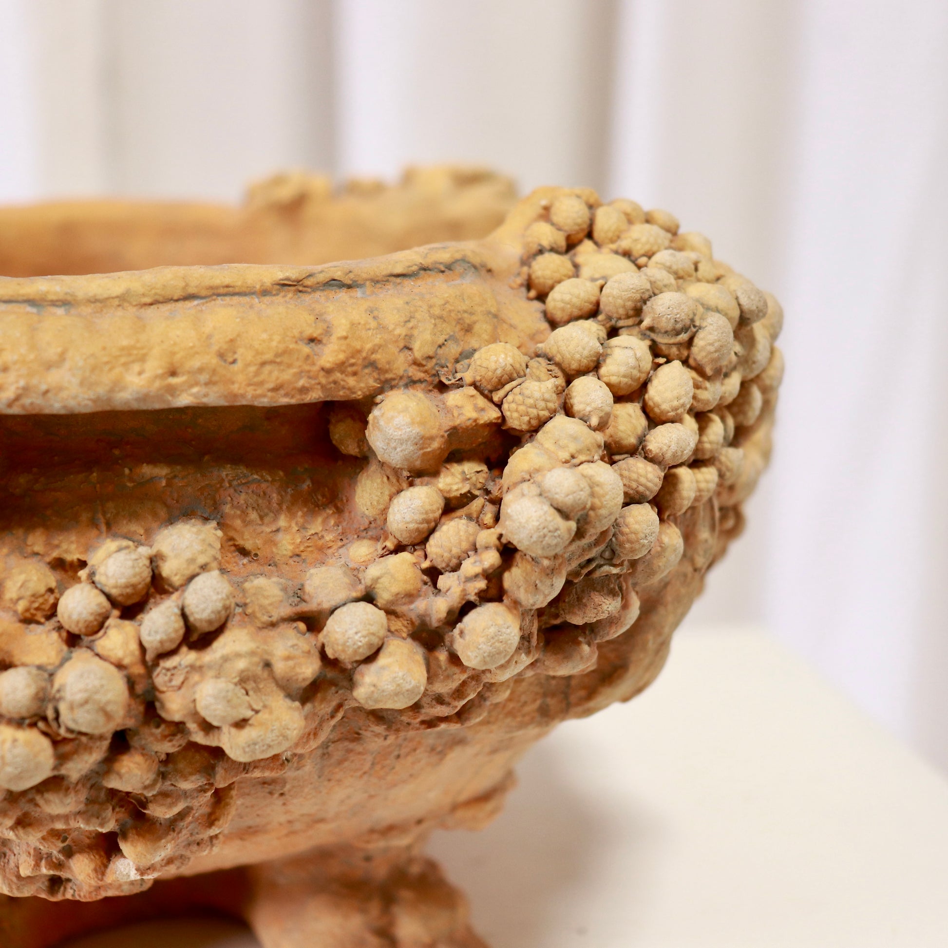 Close-up of barnacle-like granules around the rim and body.